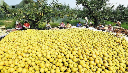 蚌埠羽絨加工基地躋身全省六強，區域特色產業迎來發展新契機
